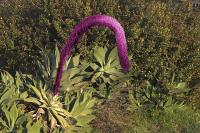 Pink Cactus�